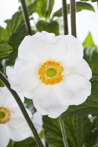 Anemone sylvestris geen maat specificatie 0,55L/P9cm - afbeelding 3