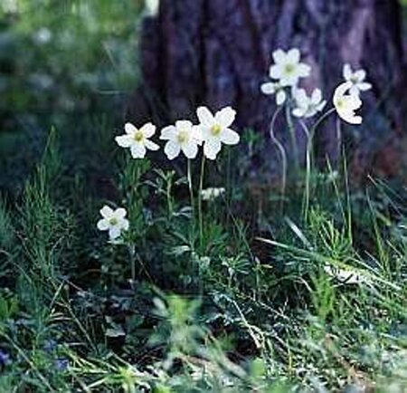 Anemone sylvestris geen maat specificatie 0,55L/P9cm - afbeelding 4