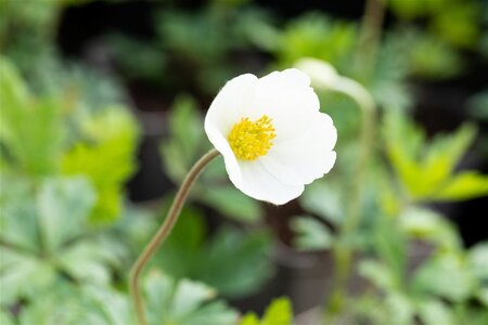 Anemone sylvestris geen maat specificatie 0,55L/P9cm - image 2