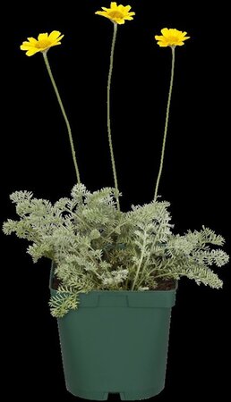 Anthemis tinctoria geen maat specificatie 0,55L/P9cm