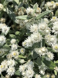 Anaphalis triplinervis geen maat specificatie 0,55L/P9cm