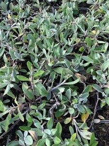 Anaphalis triplinervis geen maat specificatie 0,55L/P9cm - afbeelding 2