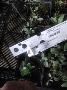 Anaphalis triplinervis geen maat specificatie 0,55L/P9cm - afbeelding 3