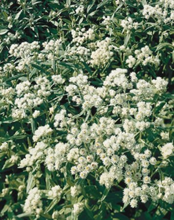 Anaphalis triplinervis geen maat specificatie 0,55L/P9cm - afbeelding 3