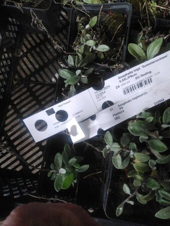 Anaphalis triplinervis geen maat specificatie 0,55L/P9cm - afbeelding 12