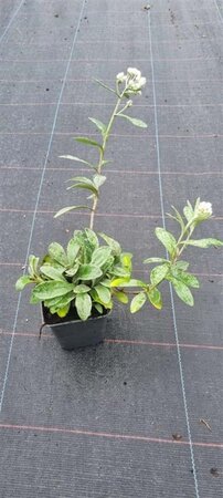 Anaphalis triplinervis geen maat specificatie 0,55L/P9cm - afbeelding 4