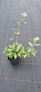 Anaphalis triplinervis geen maat specificatie 0,55L/P9cm - afbeelding 4