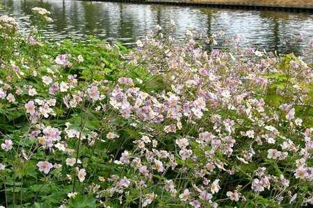 Anemone tom. 'Robustissima' geen maat specificatie 0,55L/P9cm - afbeelding 1