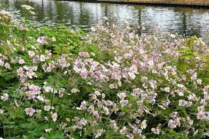 Anemone tom. 'Robustissima' geen maat specificatie 0,55L/P9cm