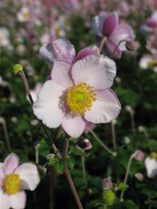 Anemone tom. 'Robustissima' geen maat specificatie 0,55L/P9cm