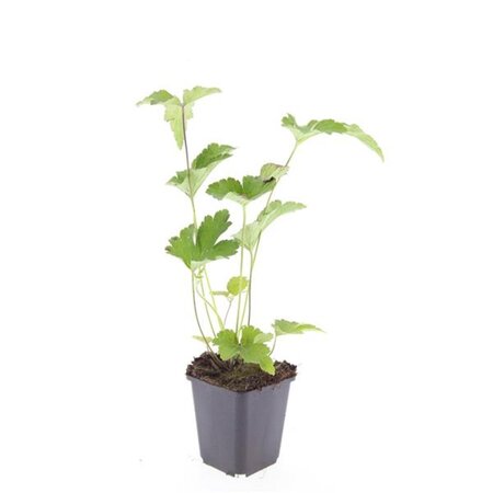 Anemone tom. 'Robustissima' geen maat specificatie 0,55L/P9cm - afbeelding 4