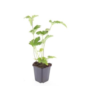 Anemone tom. 'Robustissima' geen maat specificatie 0,55L/P9cm - afbeelding 4