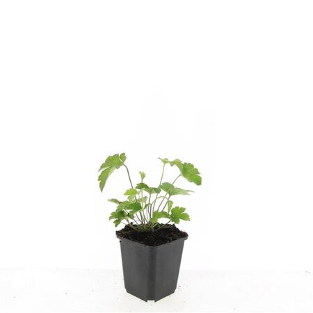 Anemone tom. 'Robustissima' geen maat specificatie 0,55L/P9cm - afbeelding 5