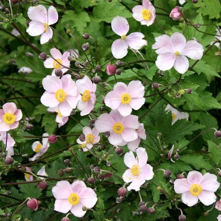 Anemone tom. 'Robustissima' geen maat specificatie 0,55L/P9cm - afbeelding 2