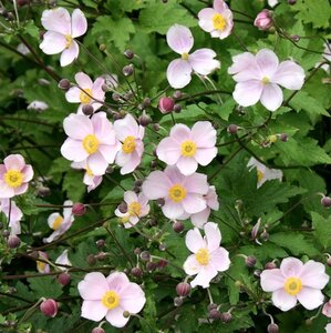 Anemone tom. 'Robustissima' geen maat specificatie 0,55L/P9cm - afbeelding 2