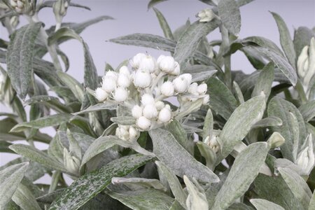 Anaphalis tripl. 'Silberregen' geen maat specificatie 0,55L/P9cm - afbeelding 2