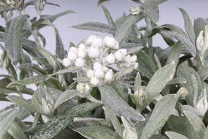 Anaphalis tripl. 'Silberregen' geen maat specificatie 0,55L/P9cm - afbeelding 2