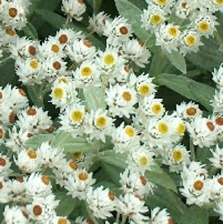 Anaphalis tripl. 'Sommerschnee' geen maat specificatie 0,55L/P9cm - afbeelding 5