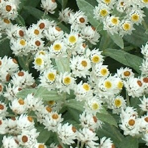 Anaphalis tripl. 'Sommerschnee' geen maat specificatie 0,55L/P9cm - afbeelding 5