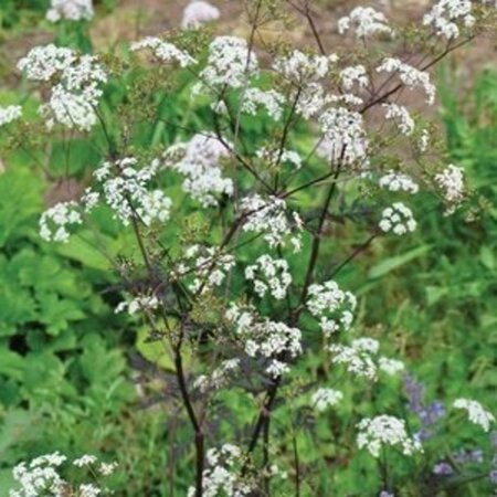 Anthriscus sylvestris geen maat specificatie 0,55L/P9cm