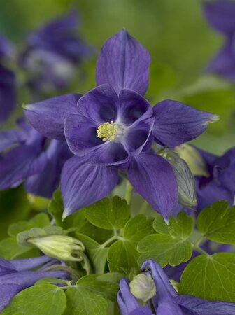 Aquilegia alpina geen maat specificatie 0,55L/P9cm - afbeelding 2