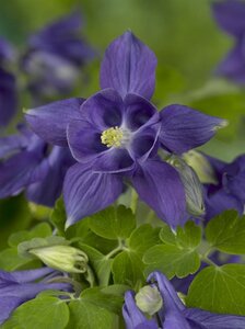 Aquilegia alpina geen maat specificatie 0,55L/P9cm - afbeelding 2