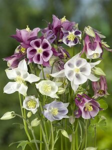 Aquilegia 'Biedermeier' geen maat specificatie 0,55L/P9cm