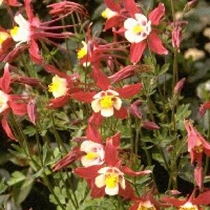 Aquilegia 'Crimson Star' geen maat specificatie 0,55L/P9cm - afbeelding 4