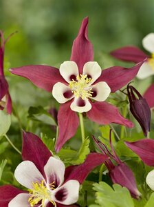 Aquilegia 'Crimson Star' geen maat specificatie 0,55L/P9cm - afbeelding 5