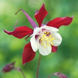 Aquilegia 'Crimson Star' geen maat specificatie 0,55L/P9cm - afbeelding 6
