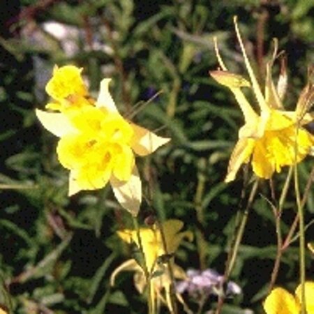 Aquilegia chrysantha 'Yellow Queen' geen maat specificatie 0,55L/P9cm - afbeelding 4