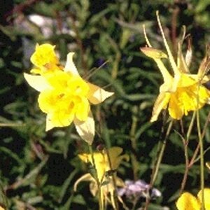 Aquilegia chrysantha 'Yellow Queen' geen maat specificatie 0,55L/P9cm - afbeelding 4