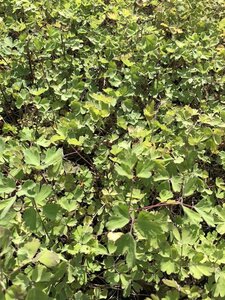 Aquilegia chrysantha 'Yellow Queen' geen maat specificatie 0,55L/P9cm