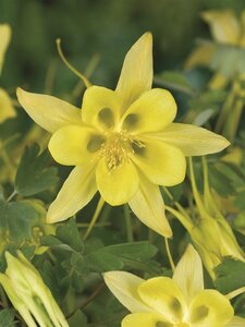 Aquilegia chrysantha 'Yellow Queen' geen maat specificatie 0,55L/P9cm - afbeelding 5