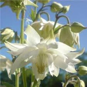 Aquilegia 'Green Apples' geen maat specificatie 0,55L/P9cm
