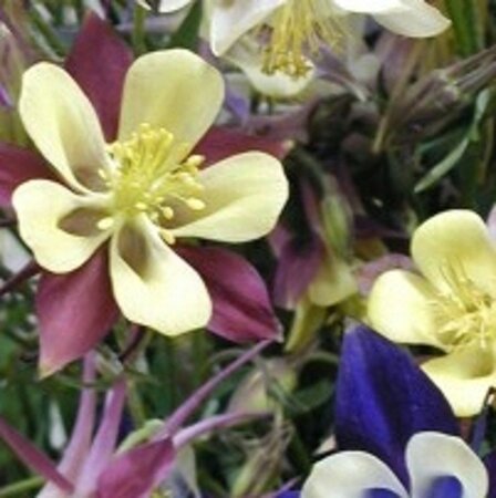 Aquilegia McKana Hybrids geen maat specificatie 0,55L/P9cm