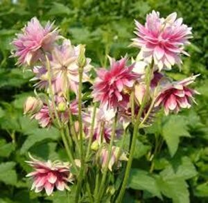 Aquilegia 'Nora Barlow' geen maat specificatie 0,55L/P9cm - afbeelding 3