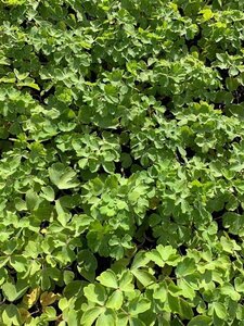 Aquilegia 'Nora Barlow' geen maat specificatie 0,55L/P9cm - afbeelding 2