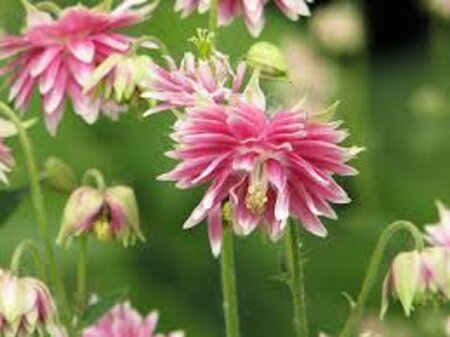 Aquilegia 'Nora Barlow' geen maat specificatie 0,55L/P9cm - afbeelding 4