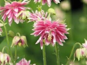 Aquilegia 'Nora Barlow' geen maat specificatie 0,55L/P9cm - afbeelding 4