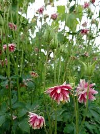 Aquilegia 'Nora Barlow' geen maat specificatie 0,55L/P9cm - afbeelding 5