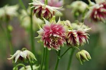 Aquilegia 'Nora Barlow' geen maat specificatie 0,55L/P9cm - afbeelding 6