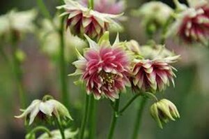 Aquilegia 'Nora Barlow' geen maat specificatie 0,55L/P9cm - afbeelding 6