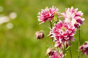 Aquilegia 'Nora Barlow' geen maat specificatie 0,55L/P9cm