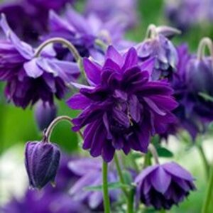 Aquilegia v. 'Blue Barlow' geen maat specificatie 0,55L/P9cm