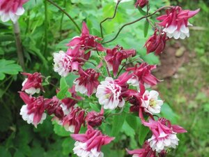Aquilegia v. 'Winky Doub. R-white' geen maat specificatie 0,55L/P9cm