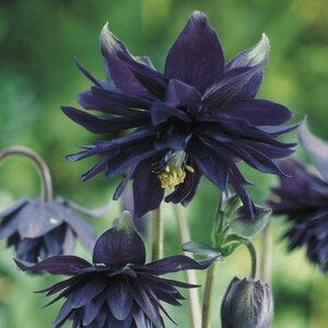 Aquilegia v. 'Black Barlow' geen maat specificatie 0,55L/P9cm - afbeelding 3
