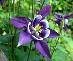 Aquilegia vulgaris geen maat specificatie 0,55L/P9cm - afbeelding 2