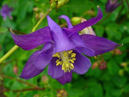 Aquilegia vulgaris geen maat specificatie 0,55L/P9cm
