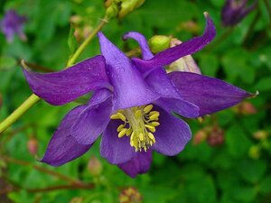 Aquilegia vulgaris geen maat specificatie 0,55L/P9cm